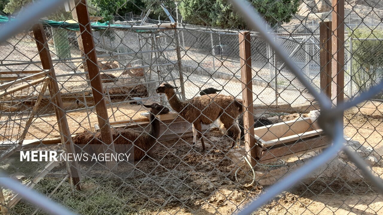 گرمازدگی حیوانات باغ وحش صُفه در تابستان سوزان اصفهان+ تصاویر