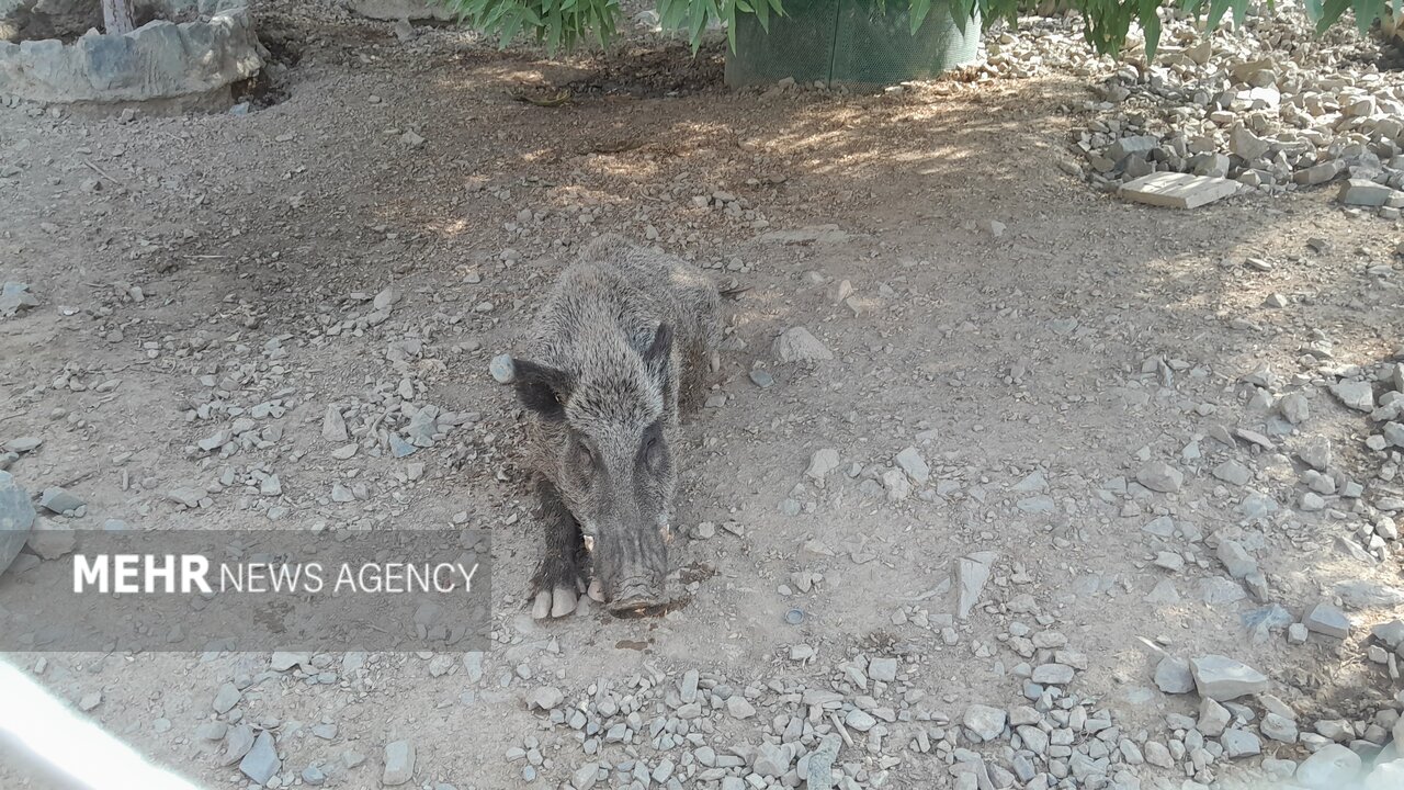 گرمازدگی حیوانات باغ وحش صُفه در تابستان سوزان اصفهان+ تصاویر