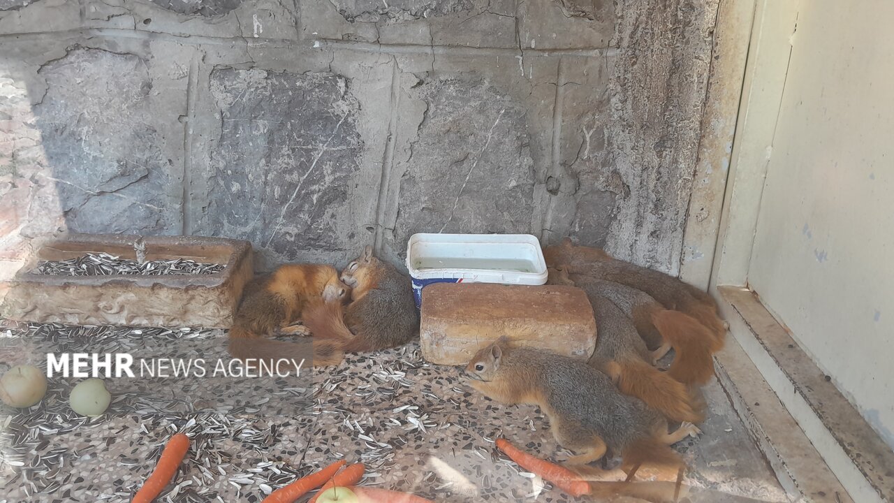 گرمازدگی حیوانات باغ وحش صُفه در تابستان سوزان اصفهان+ تصاویر