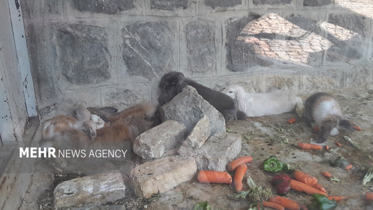 گرمازدگی حیوانات باغ وحش صُفه در تابستان سوزان اصفهان+ تصاویر