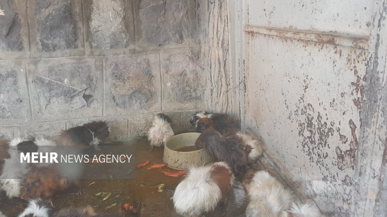 گرمازدگی حیوانات باغ وحش صُفه در تابستان سوزان اصفهان+ تصاویر