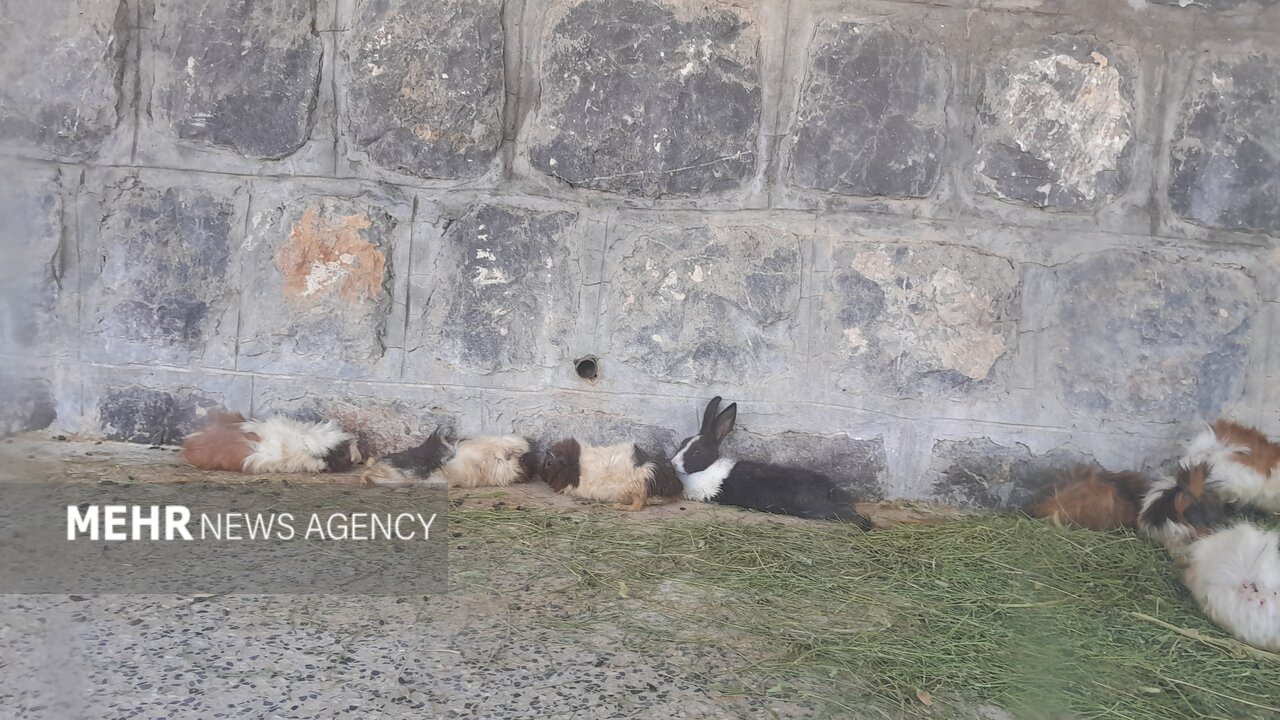 گرمازدگی حیوانات باغ وحش صُفه در تابستان سوزان اصفهان+ تصاویر