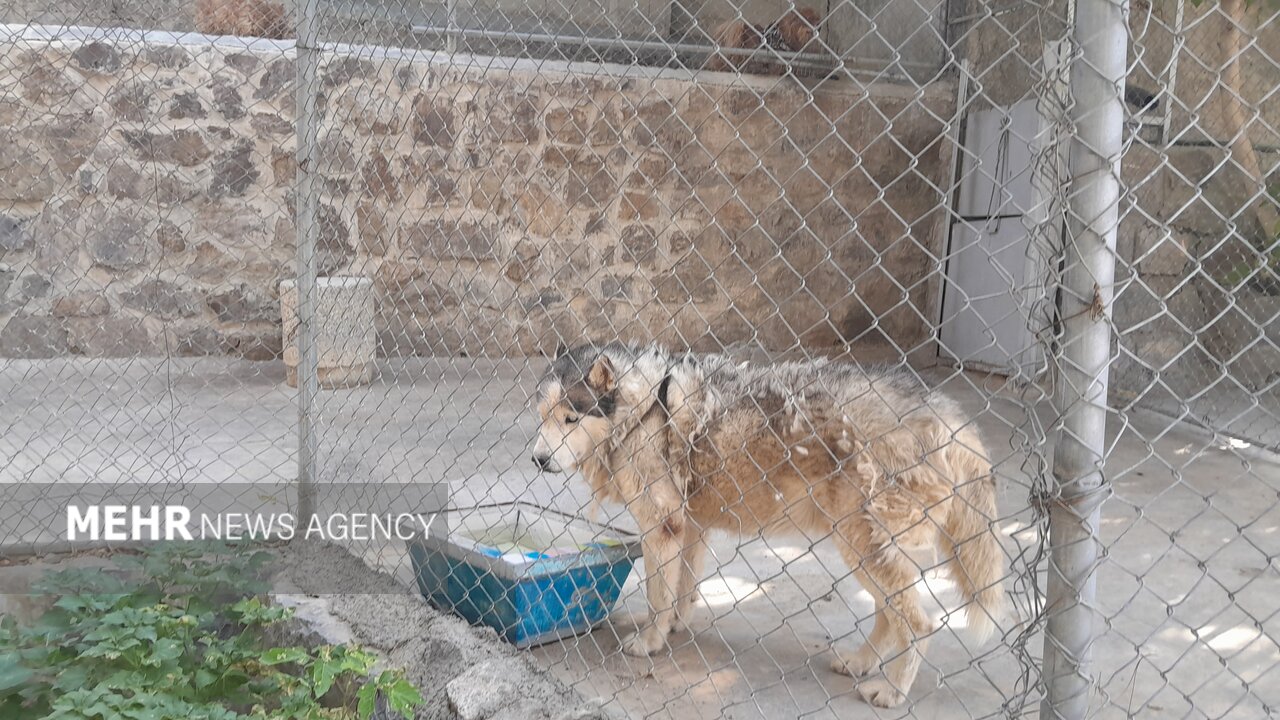 گرمازدگی حیوانات باغ وحش صُفه در تابستان سوزان اصفهان+ تصاویر