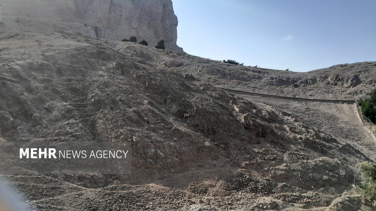 گرمازدگی حیوانات باغ وحش صُفه در تابستان سوزان اصفهان+ تصاویر