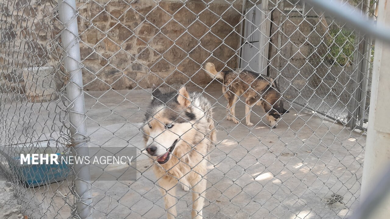 گرمازدگی حیوانات باغ وحش صُفه در تابستان سوزان اصفهان+ تصاویر