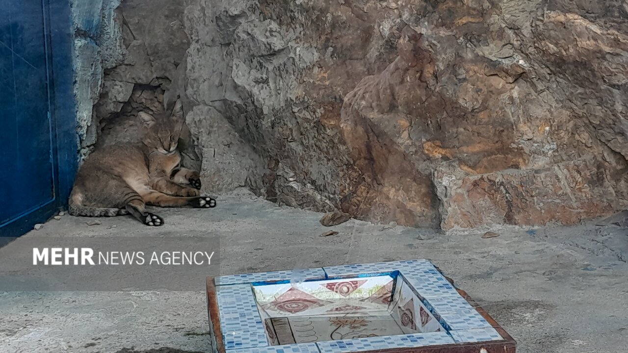 گرمازدگی حیوانات باغ وحش صُفه در تابستان سوزان اصفهان+ تصاویر