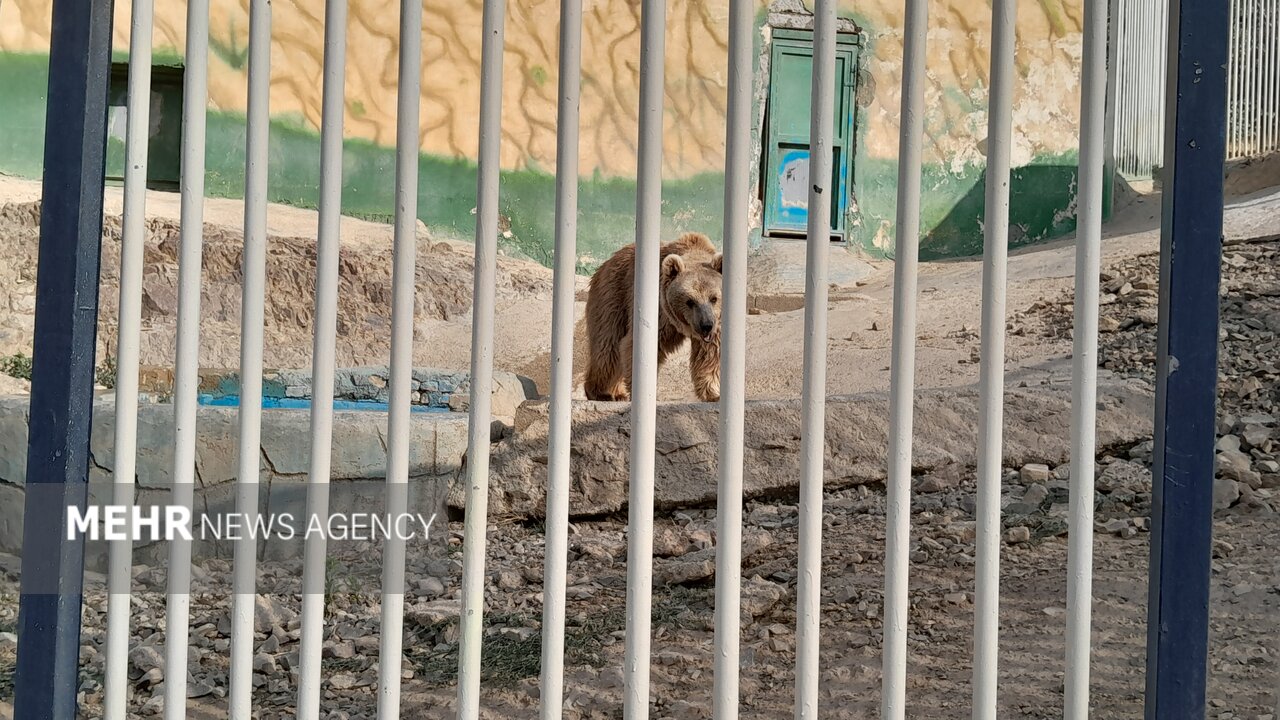 گرمازدگی حیوانات باغ وحش صُفه در تابستان سوزان اصفهان+ تصاویر