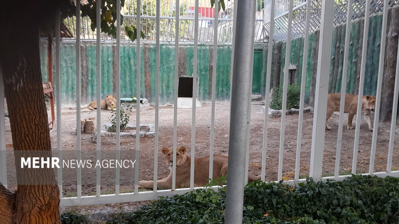 گرمازدگی حیوانات باغ وحش صُفه در تابستان سوزان اصفهان+ تصاویر