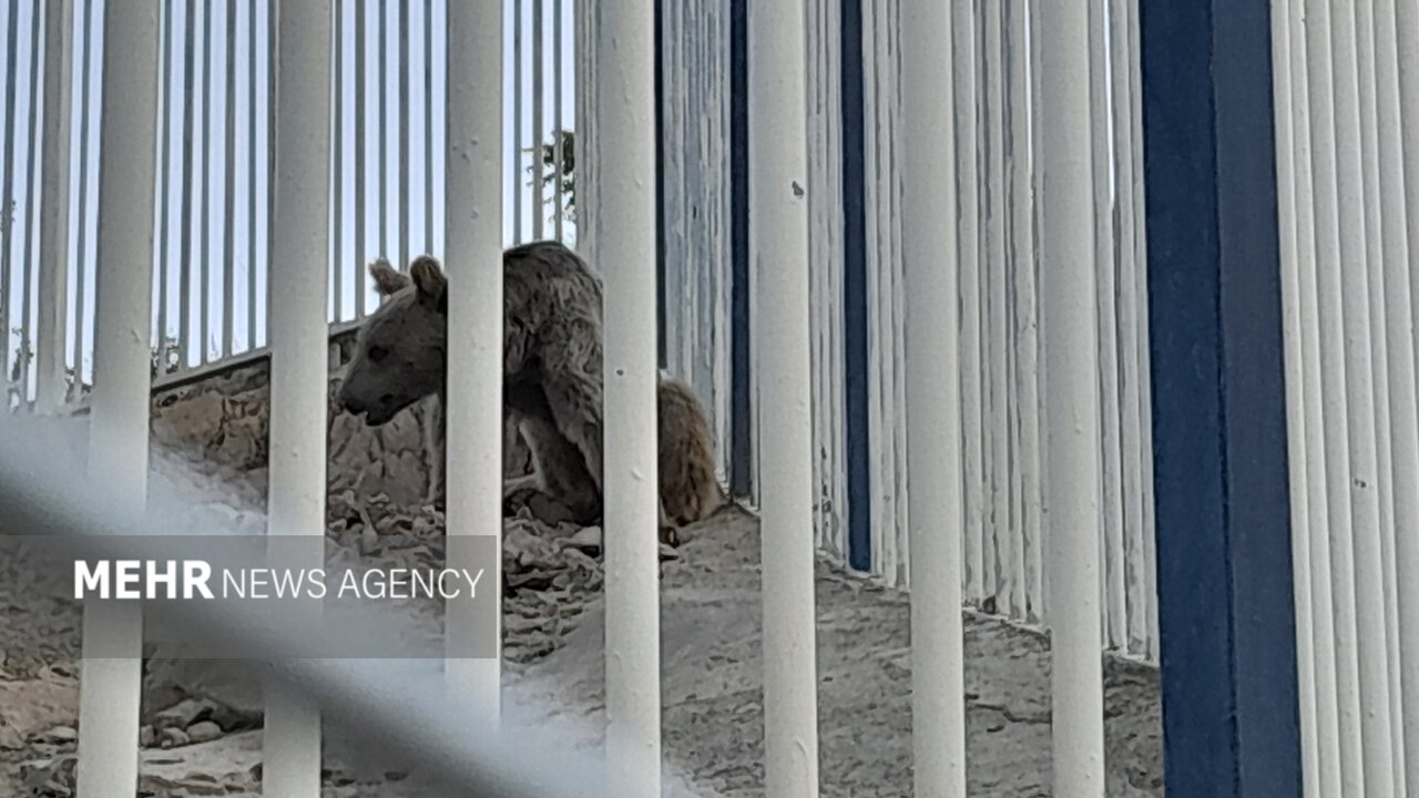 گرمازدگی حیوانات باغ وحش صُفه در تابستان سوزان اصفهان+ تصاویر