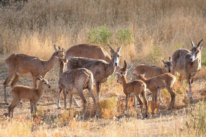 سرشماری پستانداران شاخص در منطقه حفاظتشده مراکان آغاز شد