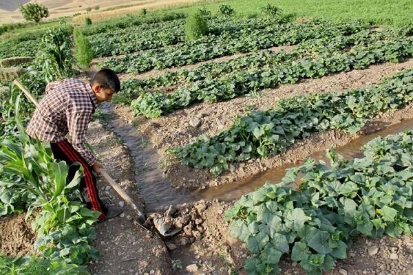 کرمان ۱۷ درصدتولید ناخالص کشاورزی کشور را به خود اختصاص داده است