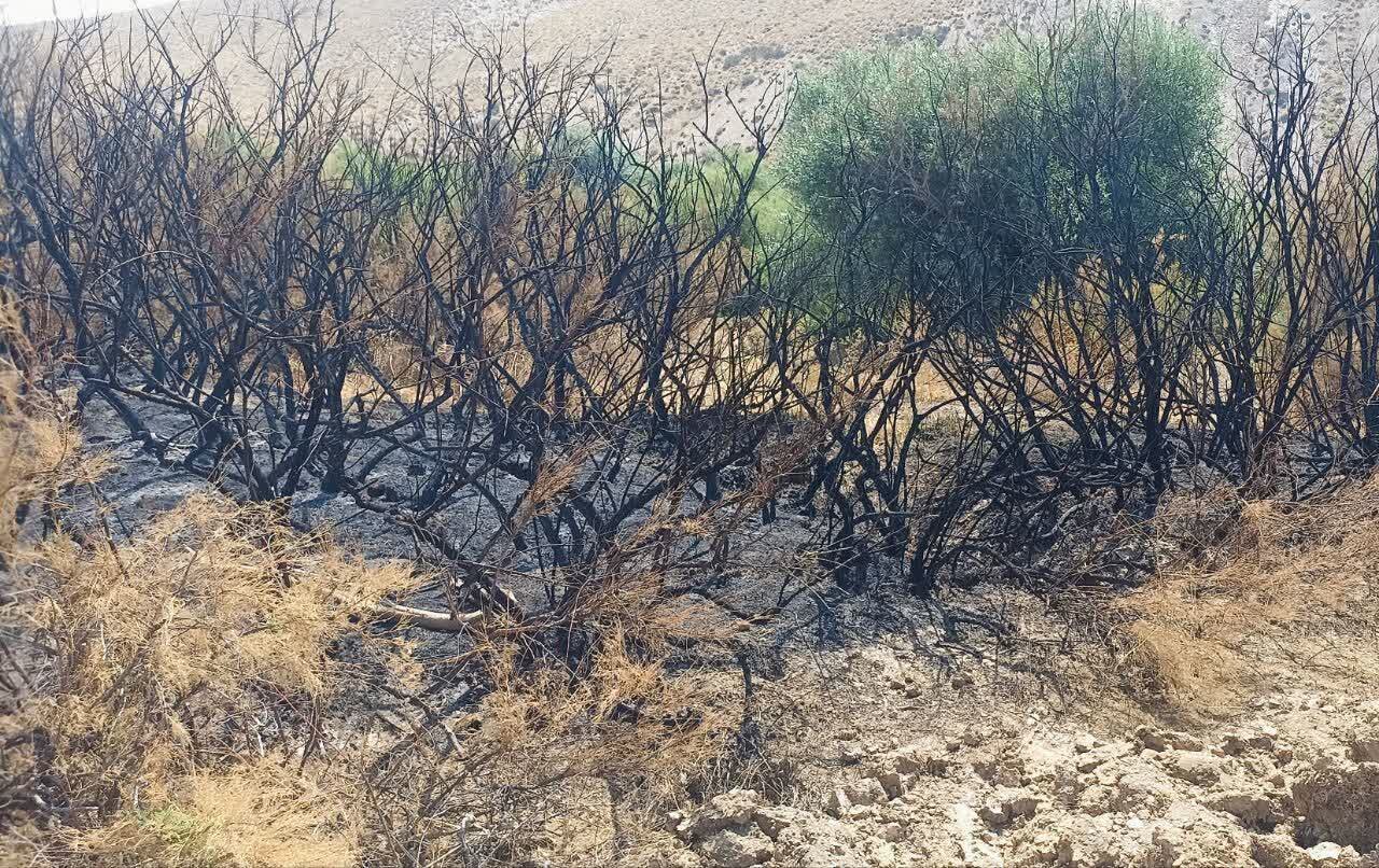 نابودی جانپناه گیاهان کردستان/۱۲۴۷هکتار اراضی جنگل در آتش سوخت