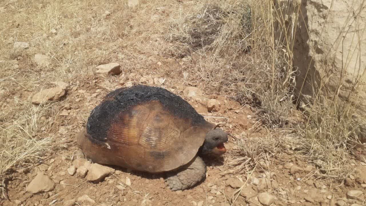 نابودی جانپناه گیاهان کردستان/۱۲۴۷هکتار اراضی جنگل در آتش سوخت