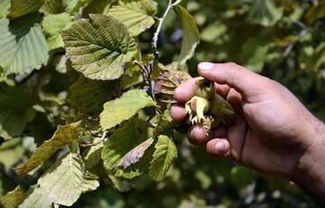 آغاز برداشت نوبرانه فندق از باغات شهرستان املش