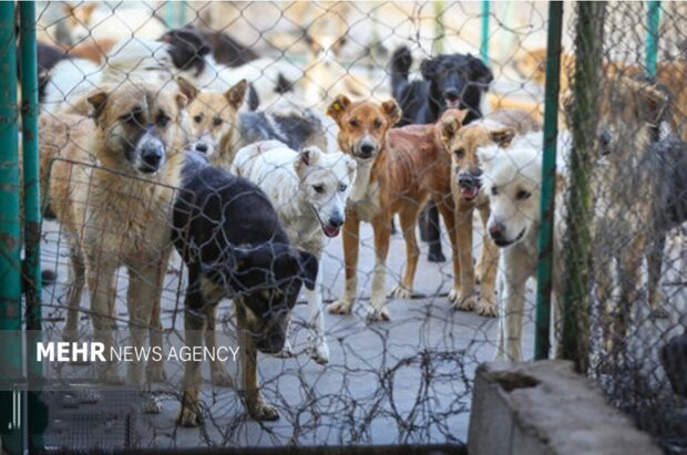 سکوت غیرمسئولانه در برابر زوزه مرگبار سگهای ولگرد