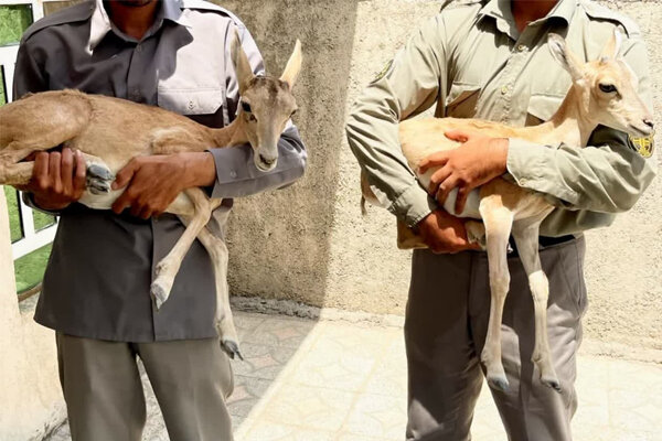 ۲ بره میش وحشی در بازرسی از یک منزل در کازرون کشف شد