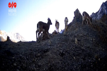 VIDEO: Beautiful footage of Wildlife in Savadkuh County