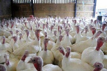 احداث طرح ۲۸۰۰ قطعه‌ای پرورش بوقلمون در دلفان