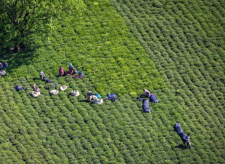 Iran’s annual tea exports hit 12k tons: Official