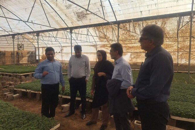 یک میلیارد قطعه نشای گوجهفرنگی در بوشهر تولید میشود یک میلیارد قطعه نشای گوجهفرنگی در بوشهر تولید میشود