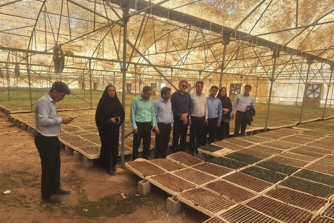 یک میلیارد قطعه نشای گوجهفرنگی در بوشهر تولید میشود