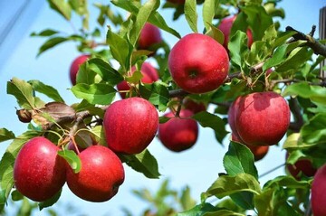 Iran’s annual apple production stands at 3-4m tons