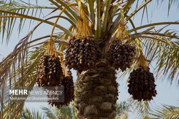 Iran second largest producer of dates in world: official