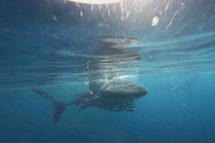 یک نمایش ویژه برای «آخرین کوسه نهنگ»