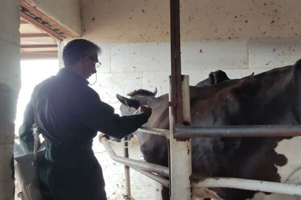 آغاز واکسیناسیون دامهای سنگین در دهلران توسط دامپزشکی آغاز واکسیناسیون دامهای سنگین در دهلران توسط دامپزشکی