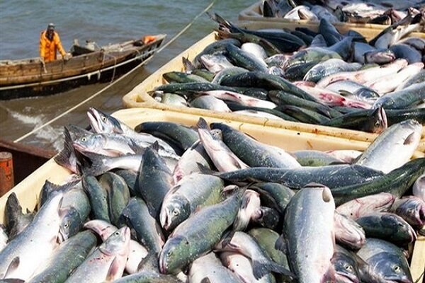 Iran’s export of fishery products in 5-month period up 24%