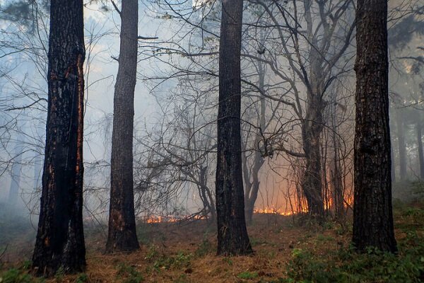نبرد خاموش در دل آتش؛ تلاش نفسگیر برای مهار حریق در جنگلهای بانه