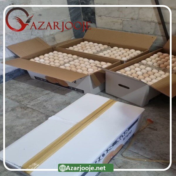 صادرات تخم مرغ خوراکی و نطفهدار به عراق