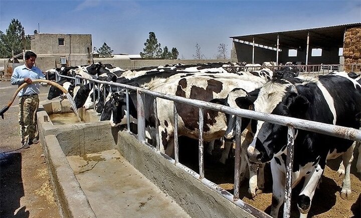 صنعت دامپروری مازندران رو به جلو؛دامداران از مشکلات گلایه دارند