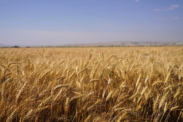 ۲۰ درصد مطالبات معوق گندم‌کاران تا پایان مهر تسویه می‌شود / رشد ۲ برابری کشت کلزا