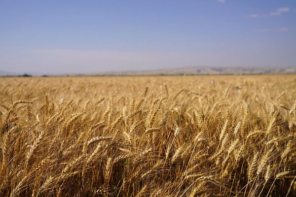 خرید گندم از مرز ۲۰۵ هزار تن در روستاهای اردبیل گذشت