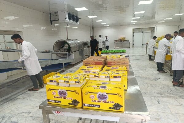 طلای سیاه بم در کش و قوس مشکلات؛ دست ما کوتاه خرما بر نخیل 3