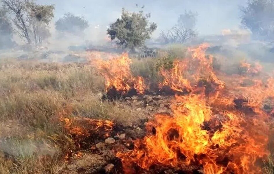 جنگلها گنجینهای برای توسعه پایدار کرمانشاه