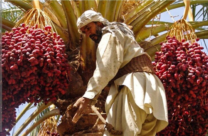 آغاز برداشت خرما از نخلستان های شهرستان مهران