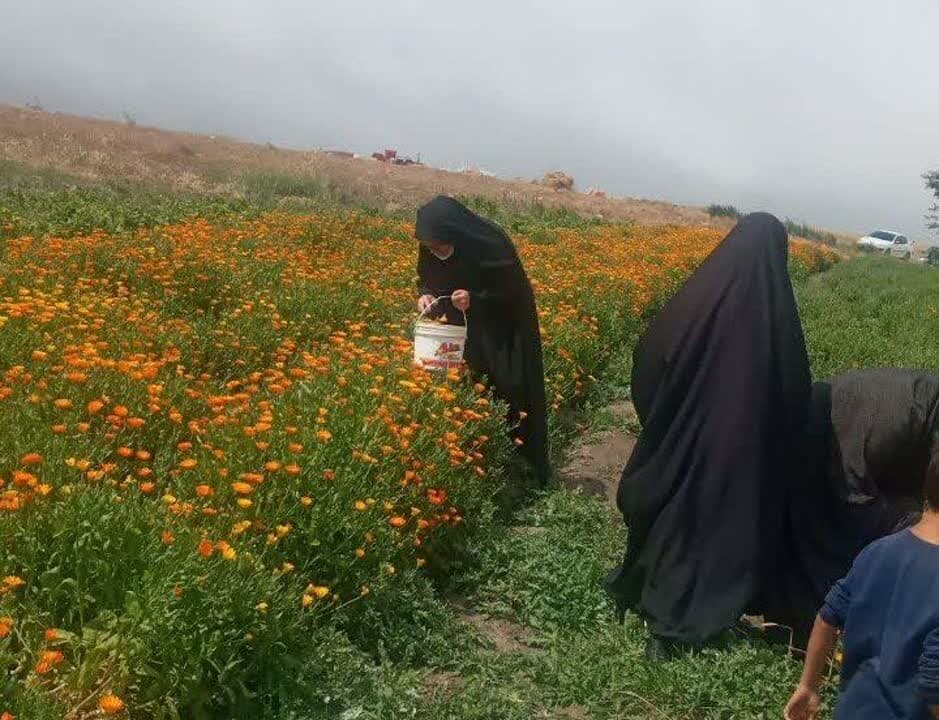 تعاونی ها مردمیترین شیوه رونق اقتصادی در کشور