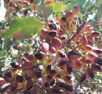 Iran’s pistachio production up 15%: Official