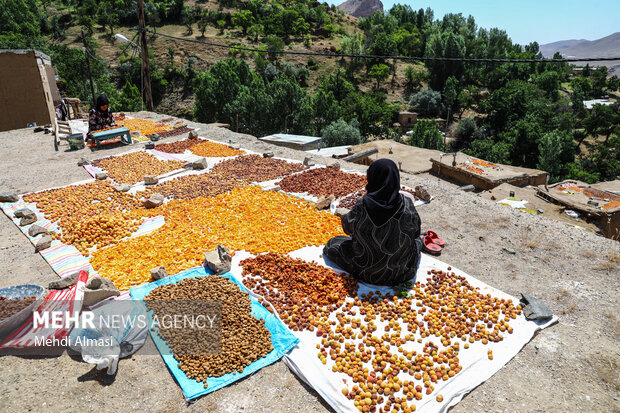 خشک کردن سنتی زردآلو