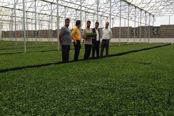 بیش از 7600 مروج، وظیفه آموزش 5 میلیون کشاورز را برعهده دارد