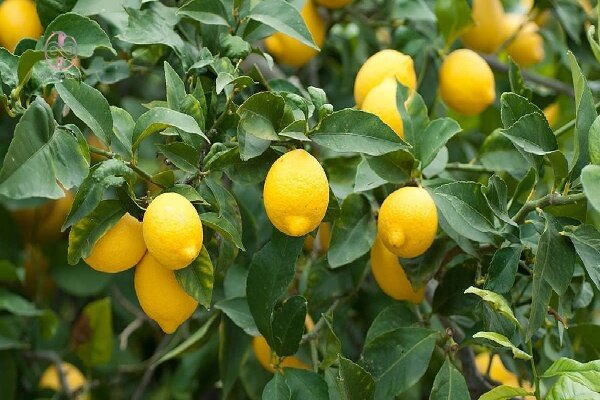 برداشت لیمو شیرین از باغ‌های توکهور و هشتبندی آغاز شد
