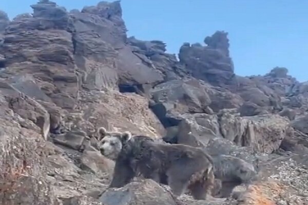 İranlı dağcıların karşılaştıkları ayı ailesi görenleri gülümsetti İranlı dağcıların karşılaştıkları ayı ailesi görenleri gülümsetti
