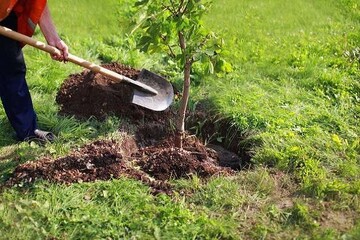 برگزاری پویش سراسری درختکاری در بوستان‌های بانوان مشهد