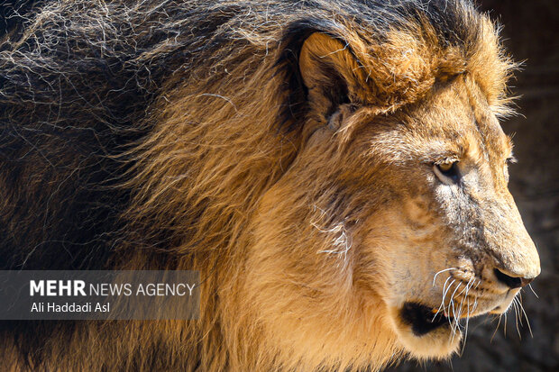مرگ شیر آفریقایی در باغوحش ارم؛ تشکیل پرونده قضایی برای متخلفان
