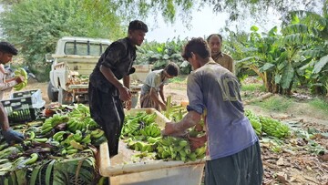 احداث ۴۰۰ هکتار موزستان جدید در دشتیاری