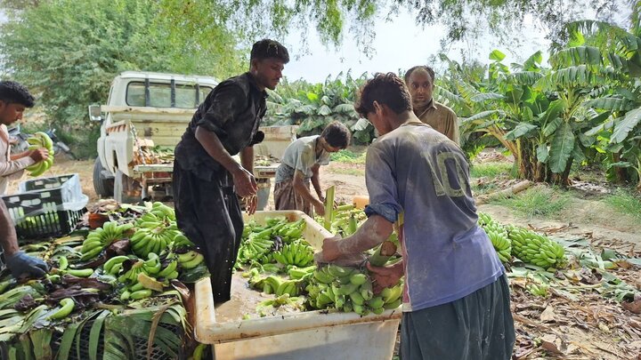 احداث ۴۰۰ هکتار موزستان جدید در دشتیاری