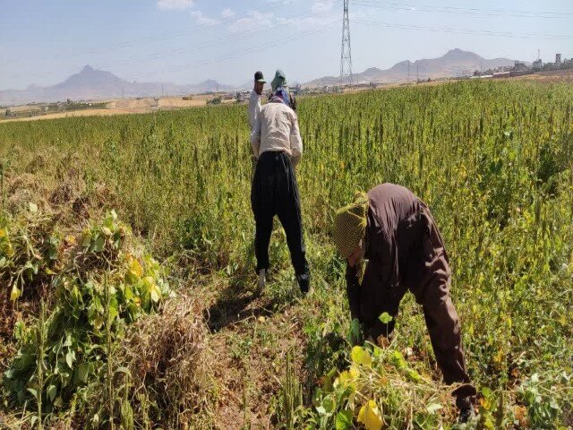 برداشت لوبیا قرمز از مزارع آبی دهگلان آغاز شد برداشت لوبیا قرمز از مزارع آبی دهگلان آغاز شد