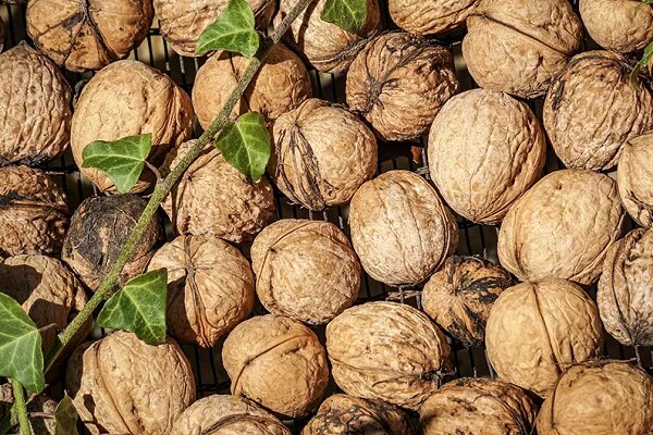 طلای سبز ایران زیرسایه خشکسالی؛ گردوی تویسرکان درگیر بازار بی سامان